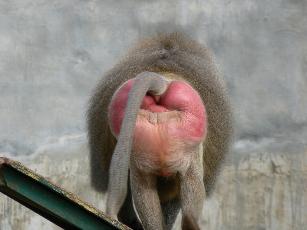 baboon butt