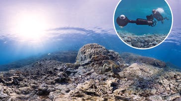 Q&A: The Researchers Documenting The World’s Reefs