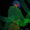 <strong>Photographer</strong>: Jessica Von Stetina <strong>From</strong>: Whitehead Institute for Biomedical Research. Cambridge, Massachusetts <strong>Magnification</strong>: 25x