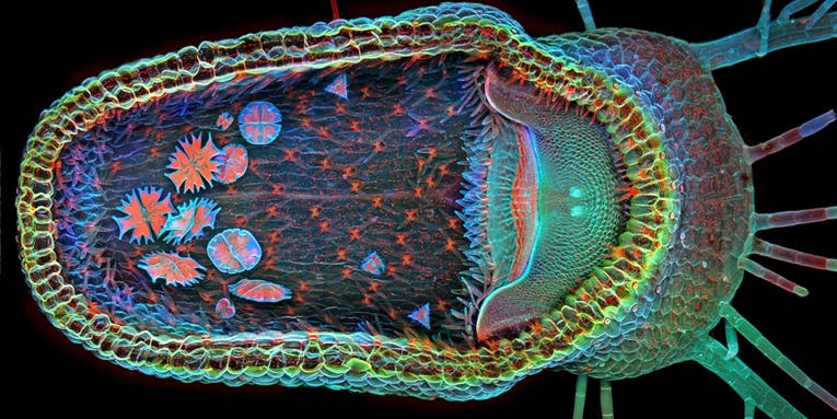 6 Bright Microscopic Images Of Life