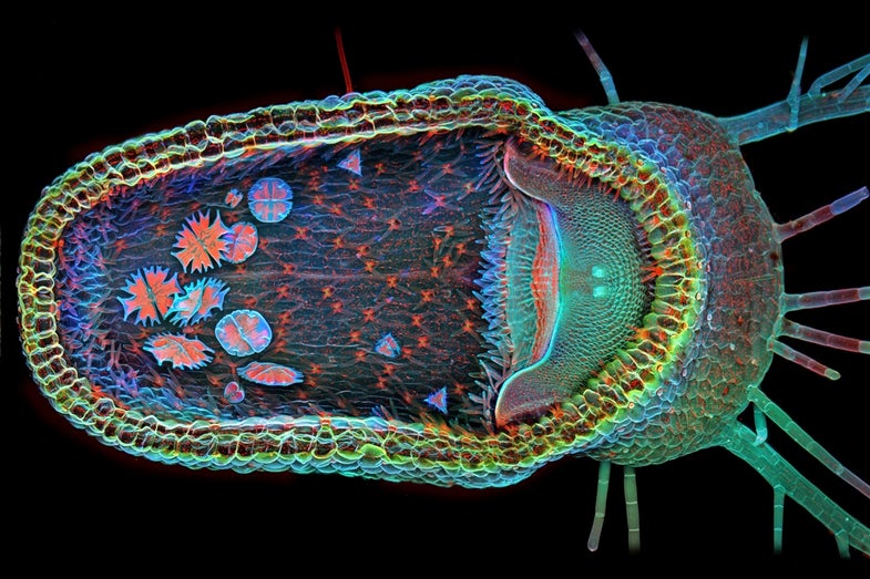 6 Bright Microscopic Images Of Life