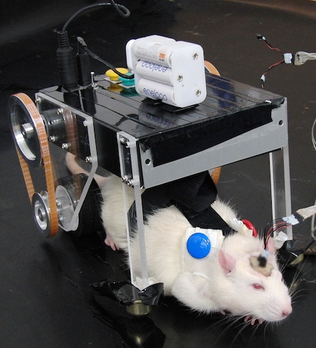 Meet RatCar, a Japanese Robot Car Controlled By a Rat’s Brain