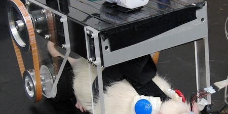 Meet RatCar, a Japanese Robot Car Controlled By a Rat’s Brain