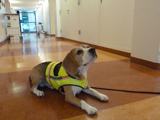 Adorable Beagle Diagnoses Deadly Infections By Sniffing You
