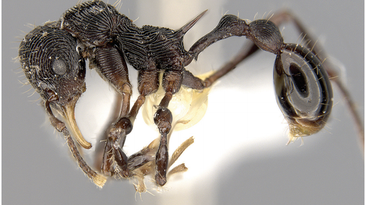 A Devil Frog Puked Up This New Ant Species