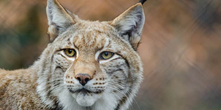 Living with a lynx—for science