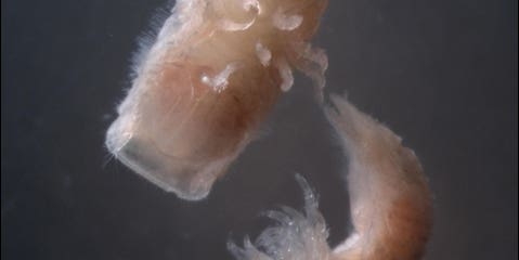 This Tiny Crustacean Menace Could Fuel the World