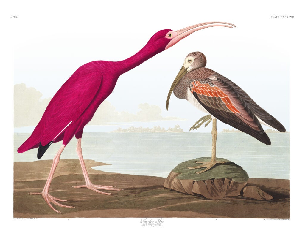 The newly redesigned Audubon <a href="http://www.audubon.org/">website</a> contains a complete <a href="http://www.audubon.org/birds-of-america">collection</a> of John J. Audubon's <em>Birds of America</em>. Inspect the high-quality version of these Scarlet Ibises, and many other birds <a href="http://www.audubon.org/birds-of-america/scarlet-ibis">here</a>.