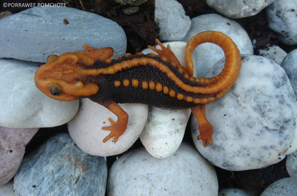 Here’s a newt that kind of looks like a Klingon