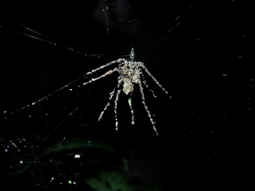 A Spider Builds Fake Spiders To Psych Out Predators