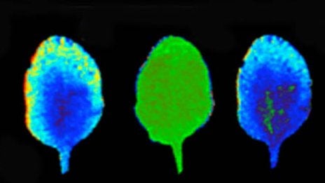 A Polish study showed plants send electrochemical signals in a way that can be likened to an animal nervous system. This image shows chemical reactions in leaves that were not exposed to light; they are reacting to a chemical signal from a leaf that was exposed.