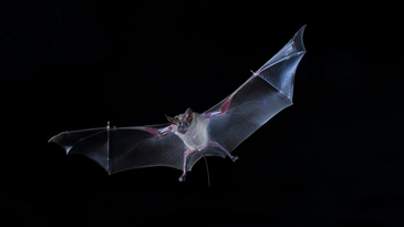 Bats Listen For Others’ Snacking Sounds to Help Them Find Food