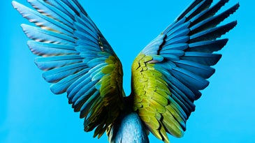 Parrots Teach Scientists To Make Fade-Proof Colors
