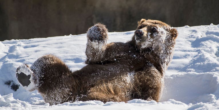Delightful pictures of zoo animals playing in the snow