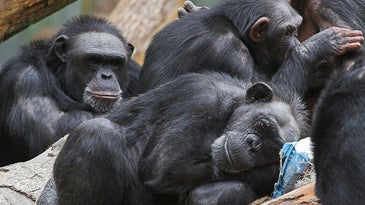 NIH Ends All Research On Chimps, Sending Last 300 To Sanctuary