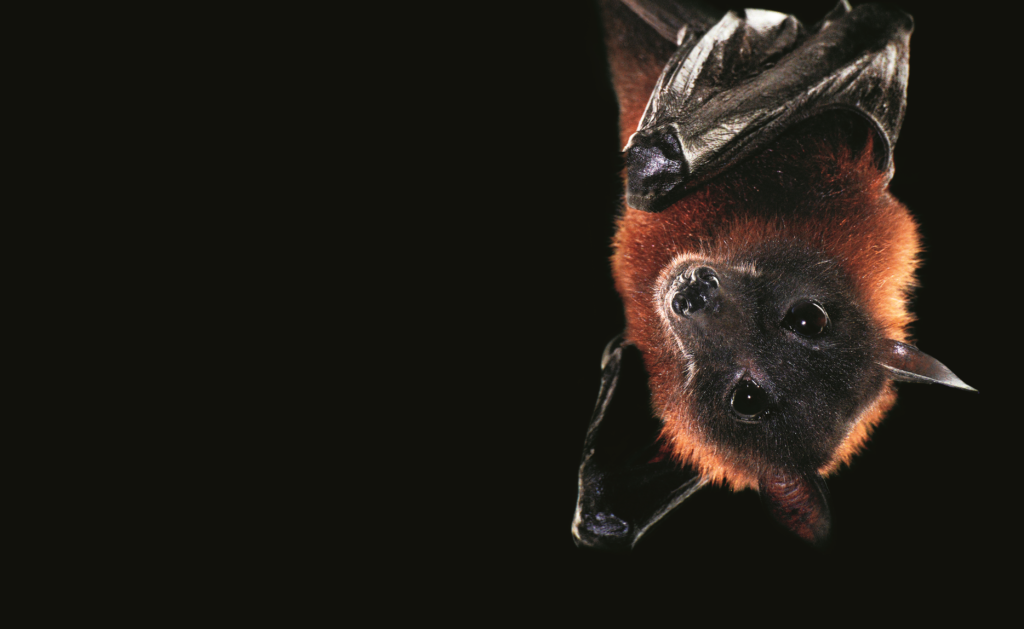 The Indian flying fox, one of more than 1,100 species of bats, is also known as the giant fruit bat. Found mainly in tropical forests on the Indian subcontinent, this spectacular mammal usually resides in a treetop colony with hundreds or sometimes thousands of other bats. This species can have a wingspan of up to six feet while weighing in at just three pounds or less. These megabats leave the roost about an hour after sunset and will often fly up to forty miles at night to forage for figs, mangoes, bananas, and other ripe fruit.