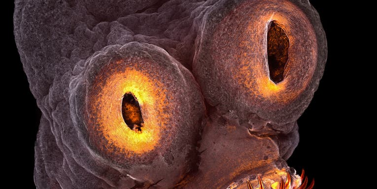 From tapeworm heads to weevil sex, 10 big photos of tiny things