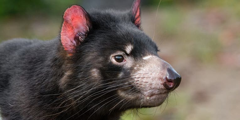 Contagious cancer is killing off Tasmanian devils, but there might finally be hope