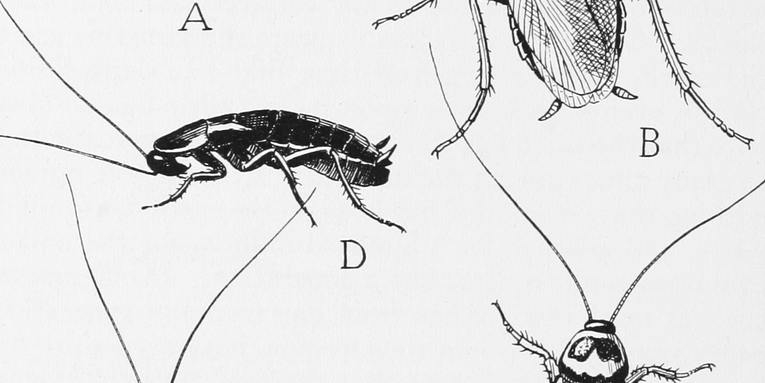 The Cockroach Papers: A Compendium of History and Lore