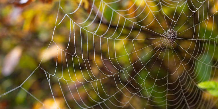 This App Helps You Identify Which Spider You Found In Your Bed