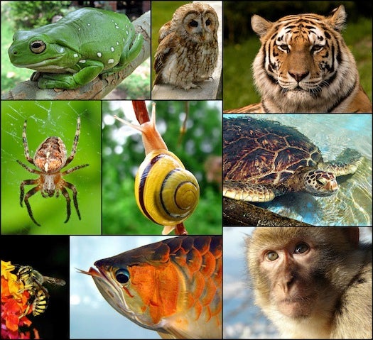 Which Animal Has The Most Extreme Sense of Hearing? | Popular Science