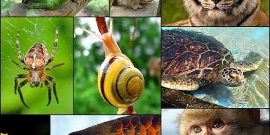 Which Animal Has The Most Extreme Sense of Hearing?