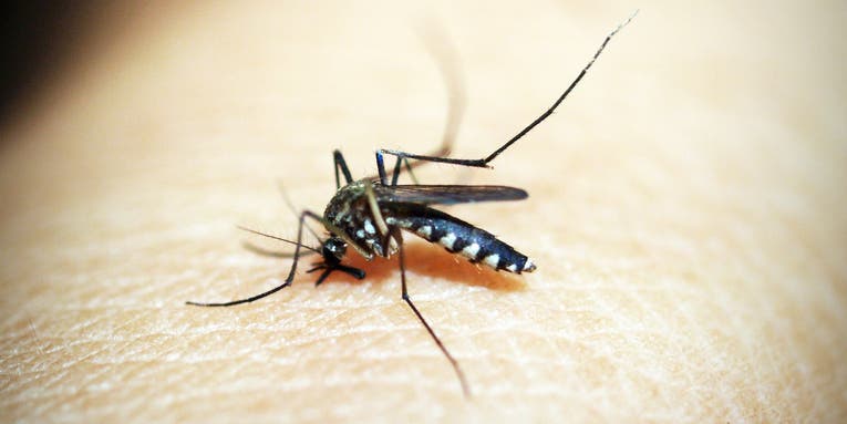 Genetically engineered bacteria—spread by mosquito sex—could spell the end of malaria