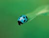 blue ladybug on a leaf