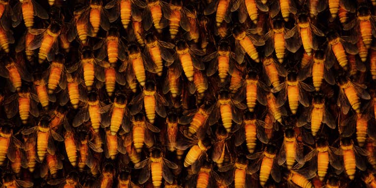 Giant honeybees ‘shimmer’ to keep colonies cool