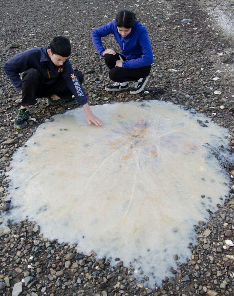 photo of two children looking at a meters-wide jellyfish on a beach