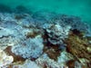 When corals undergo stress like high temperatures, they expel their symbiotic algae, losing a main food source and making them vulnerable to disease. This process, called coral bleaching because it makes the coral pale, is seen here. <a href="http://www.coralreefwatch.noaa.gov/satellite/index.php">NOAA</a> has just declared the third ever global bleaching event, which is expected to affect <a href="http://www.techtimes.com/articles/93096/20151008/third-worldwide-coral-bleaching-event-has-started-noaa.htm">95 percent</a> of U.S. coral reefs.