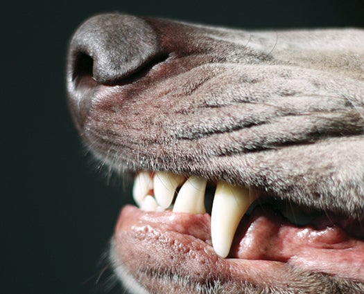 5 Animals With An Extraordinary Sense Of Smell | Popular Science