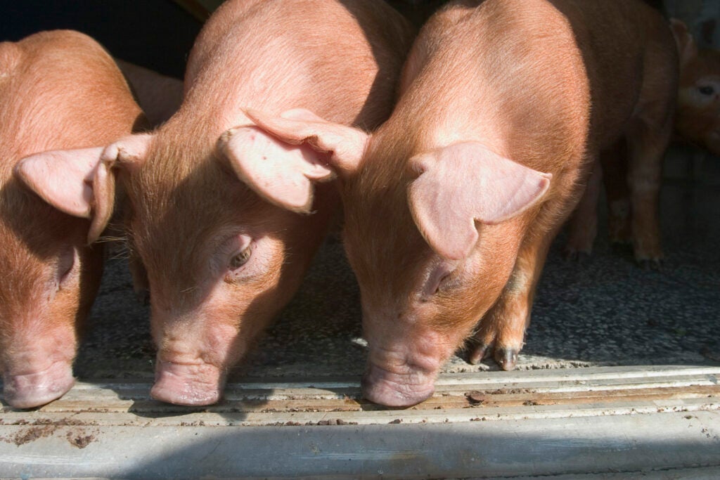 Along with providing people with tasty food, pigs are an important research subject, standing in for humans in multitudes of biomedical studies. A new genome sequence for a <a href="http://www.nature.com/nature/journal/v491/n7424/full/nature11622.html">domestic Duroc sow</a> lays bare genes that may be associated with disease, researchers said. The sequence shows the rapid evolution of genes involved in smell--just like apes--and in genes related to immune response. It also shows some genetic variants that are implicated in disease, the same variants seen in humans. This affirms pigs' value as research subjects, according to the Swine Genome Sequencing Consortium. Understanding how pigs can resist disease would help livestock producers, too.