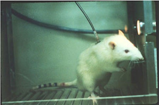 Laser Zaps Away Cocaine Addiction In Rats