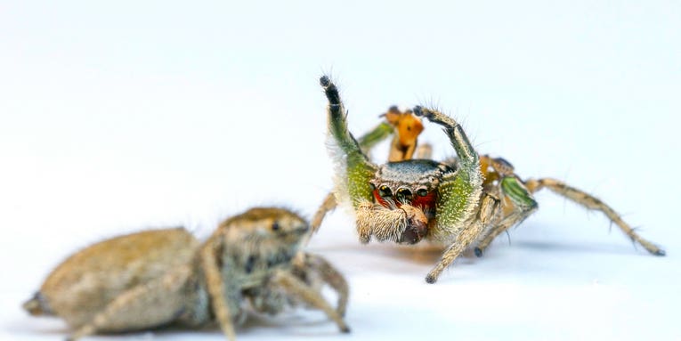 These male jumping spiders evolved dance moves because the ladies ignore them