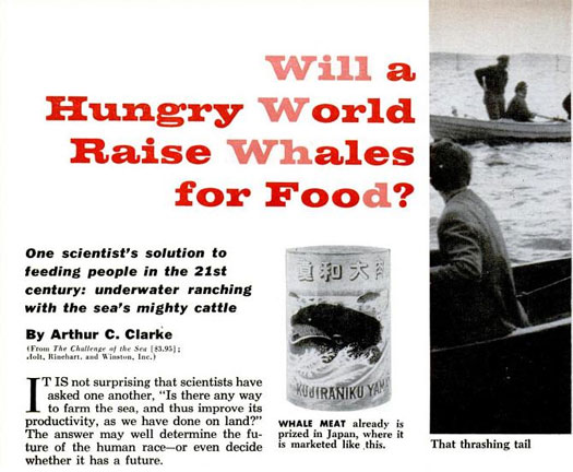 Renowned science fiction author Arthur C. Clarke contributed this article on protecting, breeding, and herding whales as if they were cattle. At the time, 50,000 whales were killed annually and could earn $30,000 a piece in food or oil products. Most of these whales were uselessly slaughtered and wasted. Clarke suggested that to make whaling more efficient, people tame whales the same way farmers domesticated cattle. Whale breeders could lead the animals toward artificially fertilized feeding areas, protect them from their natural enemies, or even train killer whales to act as "marine sheep dogs" for groups of whales. It'd be challenging, but scientists could even design a milking station. Whale milk, which is unsuitable for human consumption, could be converted into fats or other foods. The International Whaling Commission went on to ban commercial whaling in 1982. Read the full story in "Will a Hungry World Raise Whales for Food?"