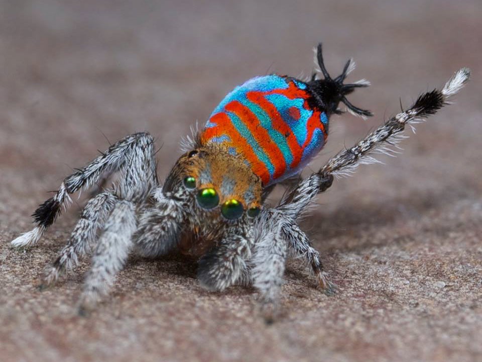 Two new species of peacock spiders <a href="http://www.livescience.com/49957-new-species-peacock-spiders.html?cmpid=514645_20150226_41161186">were discovered</a> in Australia. Nicknamed "Sparklemuffin" (pictured) and "Skeletorus," these spiders are the most recent in a batch of new species identified in recent years.