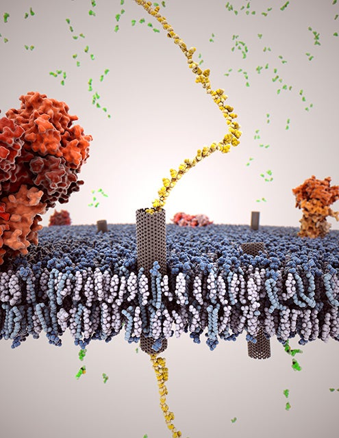Carbon Nanotubes Usher Molecules In And Out Of Cell Membranes