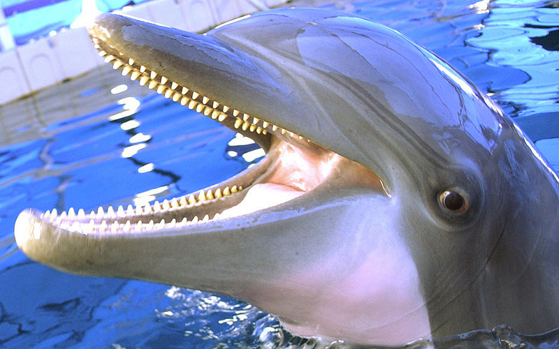 Talking to Dolphins: New “Dolphin Speaker” Produces Full Range of Dolphinese Sounds