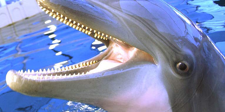 Talking to Dolphins: New “Dolphin Speaker” Produces Full Range of Dolphinese Sounds