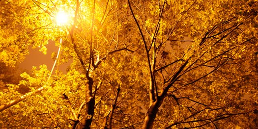 Trees Infused With Glowing Nanoparticles Could Replace Streetlights