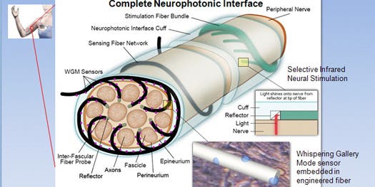 DARPA Funds Neurophotonics Center to Develop Fiber-Optic Link Between Brain and Prosthetics