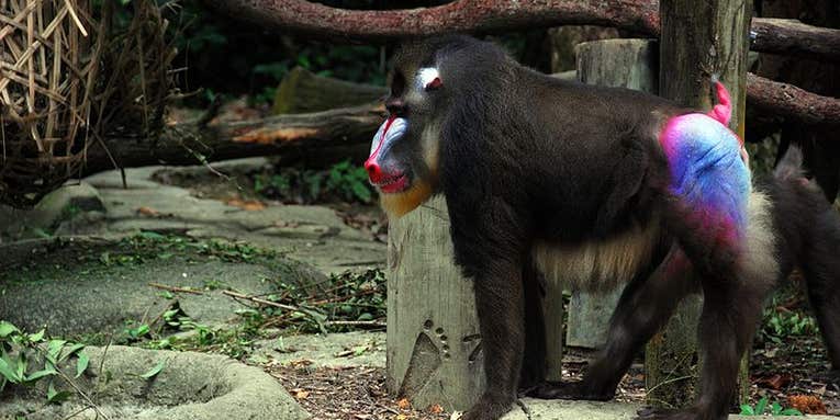 Why Are Monkey Butts So Colorful?