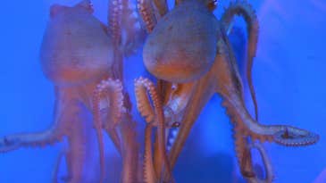 First Octopus Genome Sequence Reveals Clues About Camouflage And Big Brains