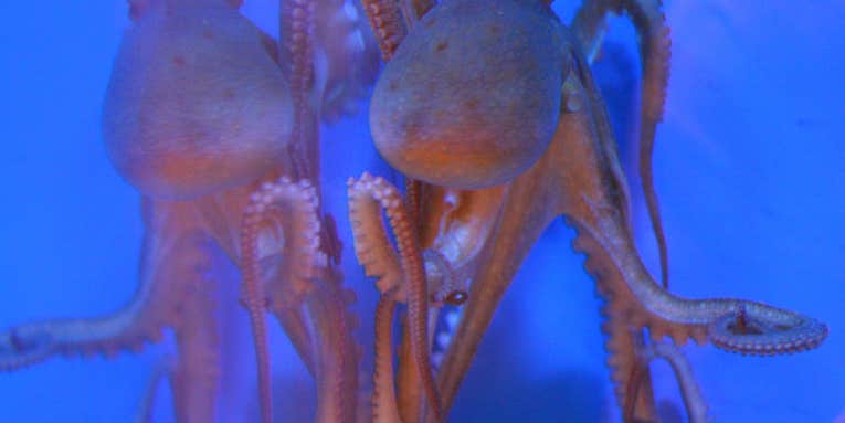 First Octopus Genome Sequence Reveals Clues About Camouflage And Big Brains