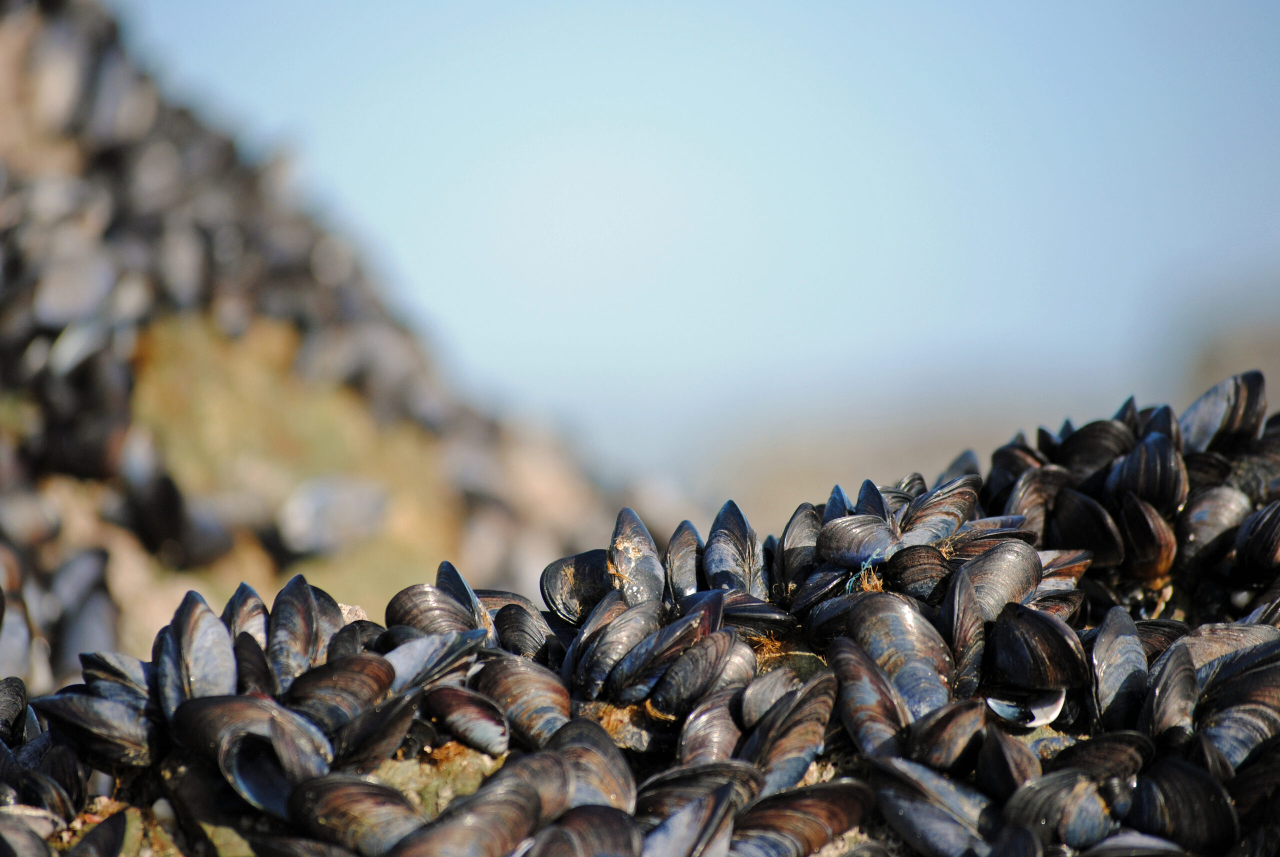 Mussels Inspire New Flame Retardant
