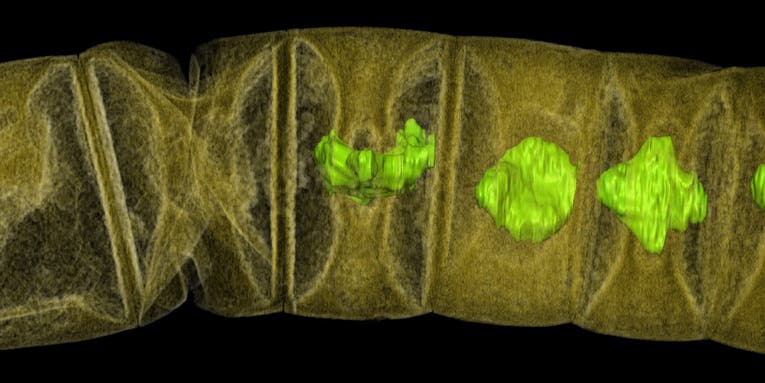 Introducing the world’s oldest plant-like fossil