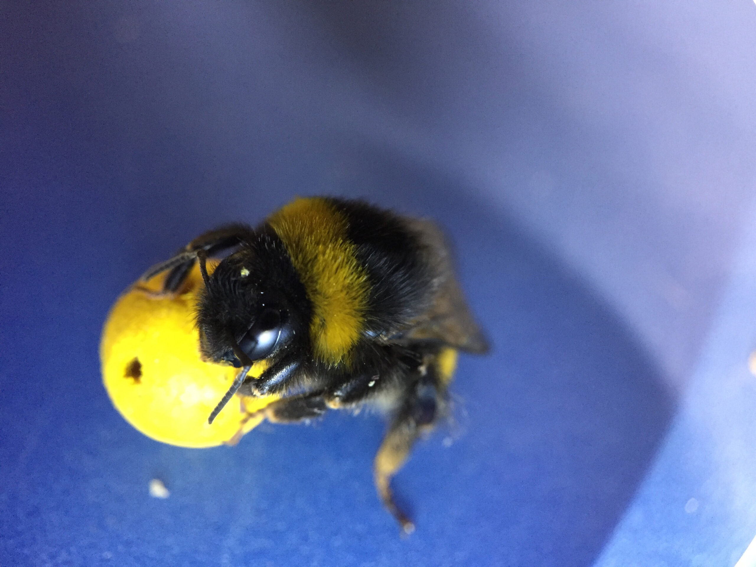 Watch scientists train bees to play with tiny soccer balls