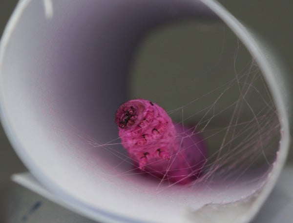 New Silkworm Dye Method Could Help Build Silks With Medicinal Properties