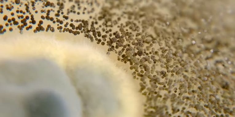 Behold The Game Of Thrones Intro Redone By Slime Mold